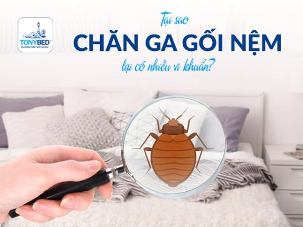 Tại sao có nhiều vi khuẩn trên chăn ga gối nệm