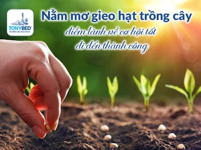 Ngủ mơ thấy mình đang gieo hạt trồng cây