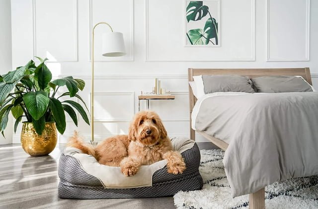 Hạng chế cho thú cưng ngủ chung giường với bạn để đảm bảo ga giường sạch sẽ và an toàn hơn với sức khỏe của bạn