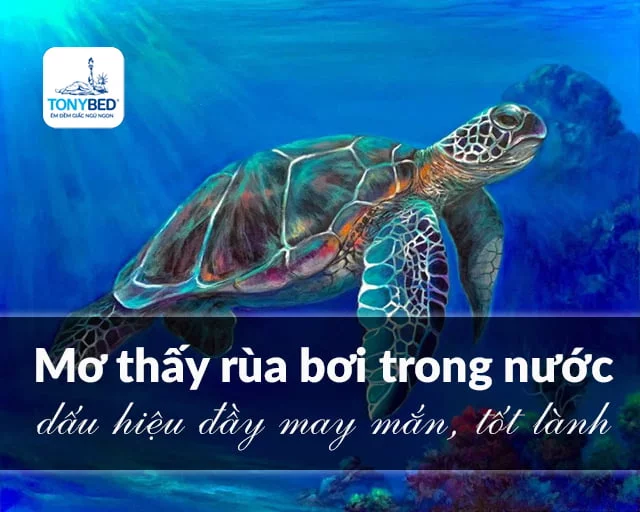 Mơ thấy rùa bơi trong nước